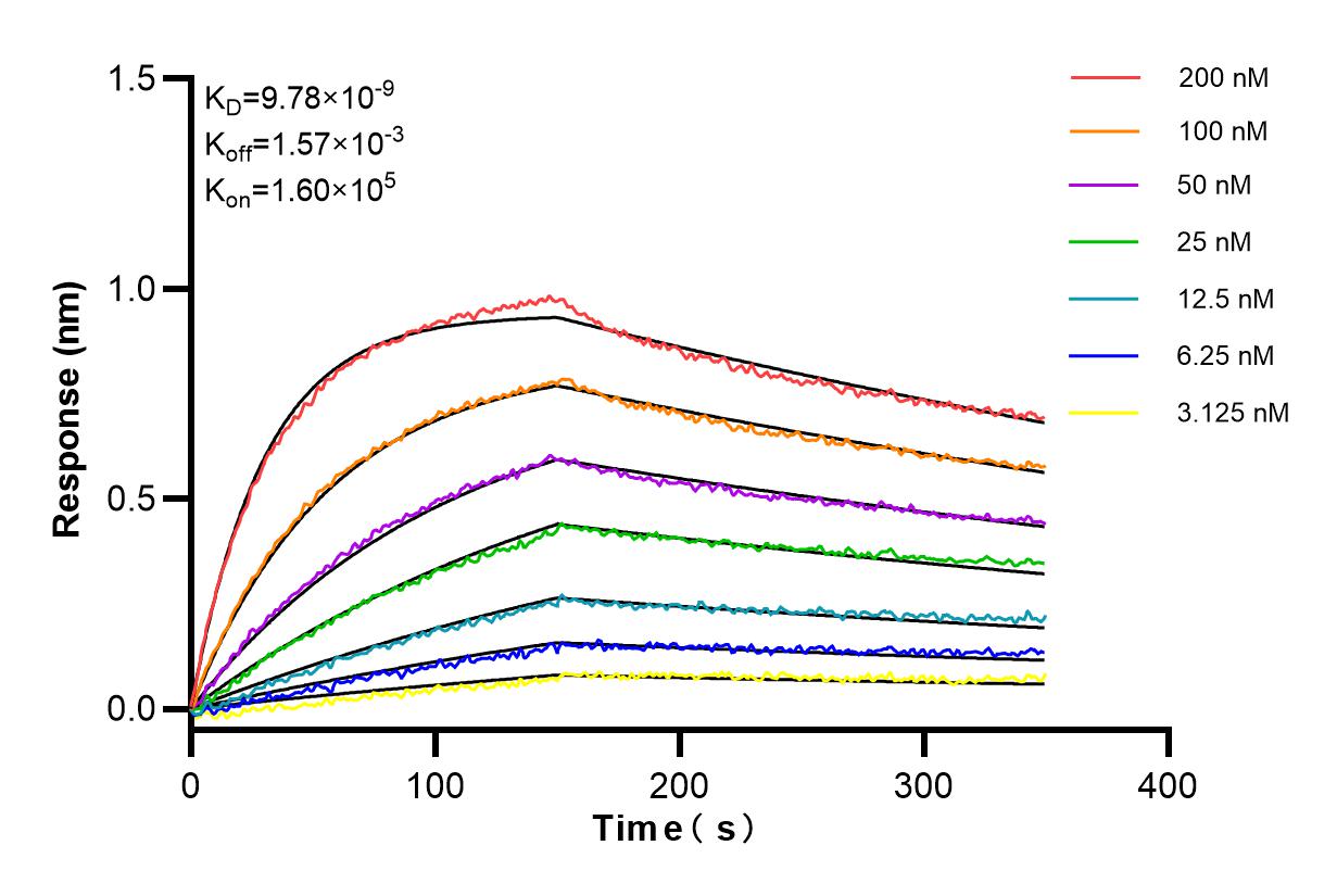 Affinity and Kinetic Characterization of 84431-5-RR