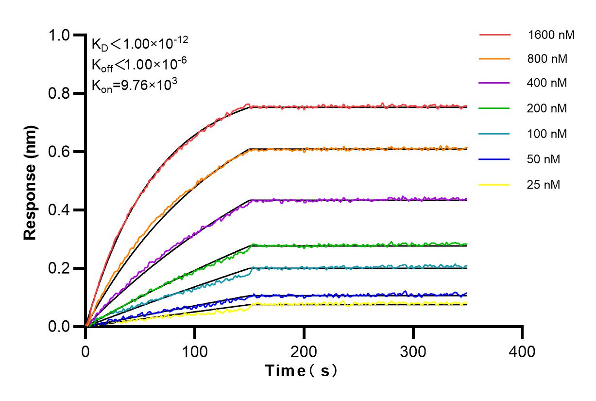 Affinity and Kinetic Characterization of 84442-1-RR