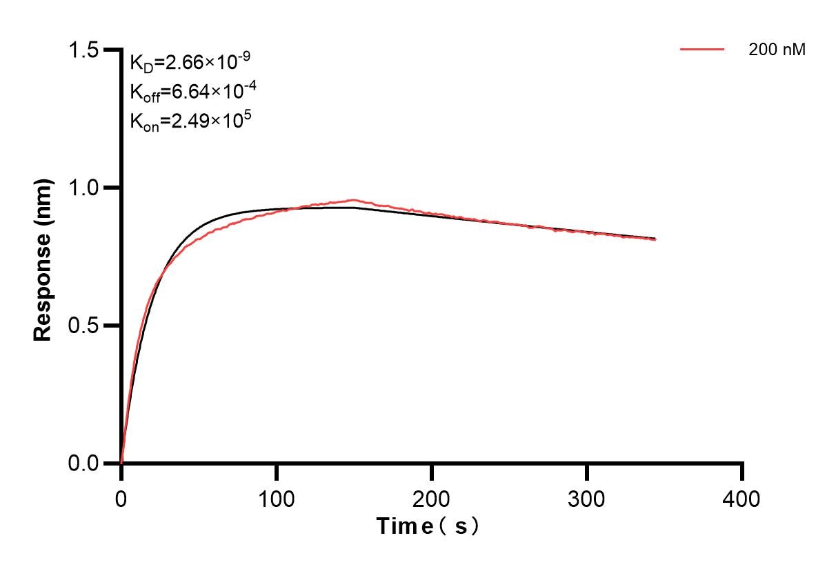 Biolayer interferometry (BLl) kinetic assays of 84473-5-PBS against Mouse Neutrophil elastase were performed. The affinity constant is 2.66 nM. Affinity and Kinetic Characterization of 84473-5-PBS