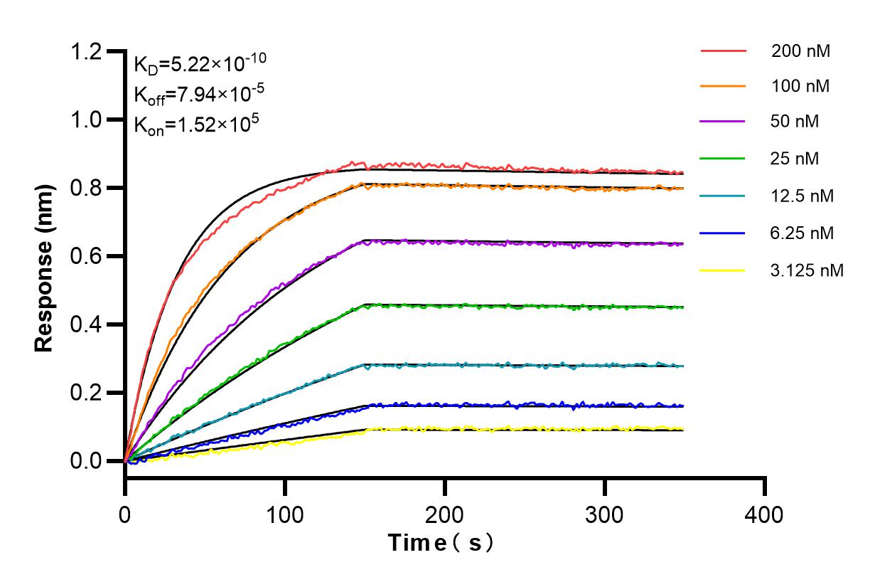 Affinity and Kinetic Characterization of 84478-5-RR
