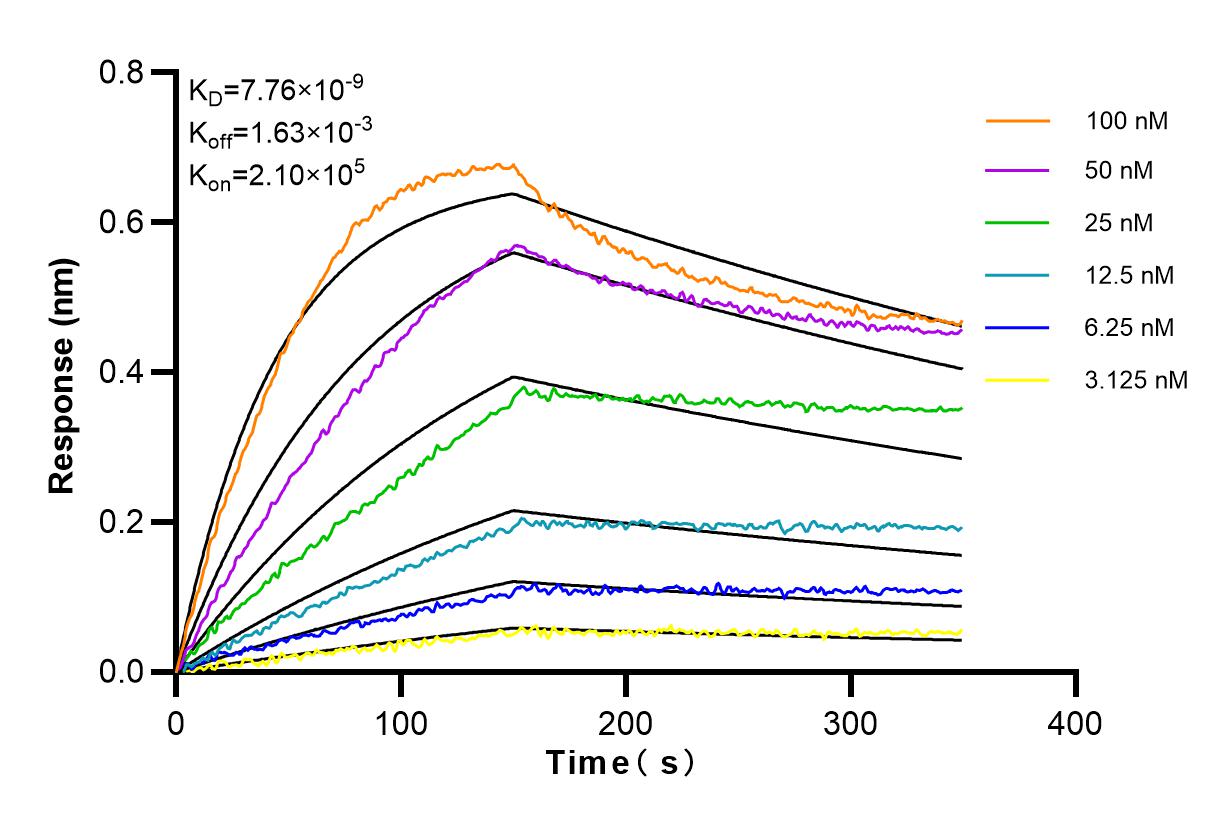 Affinity and Kinetic Characterization of 84553-1-RR