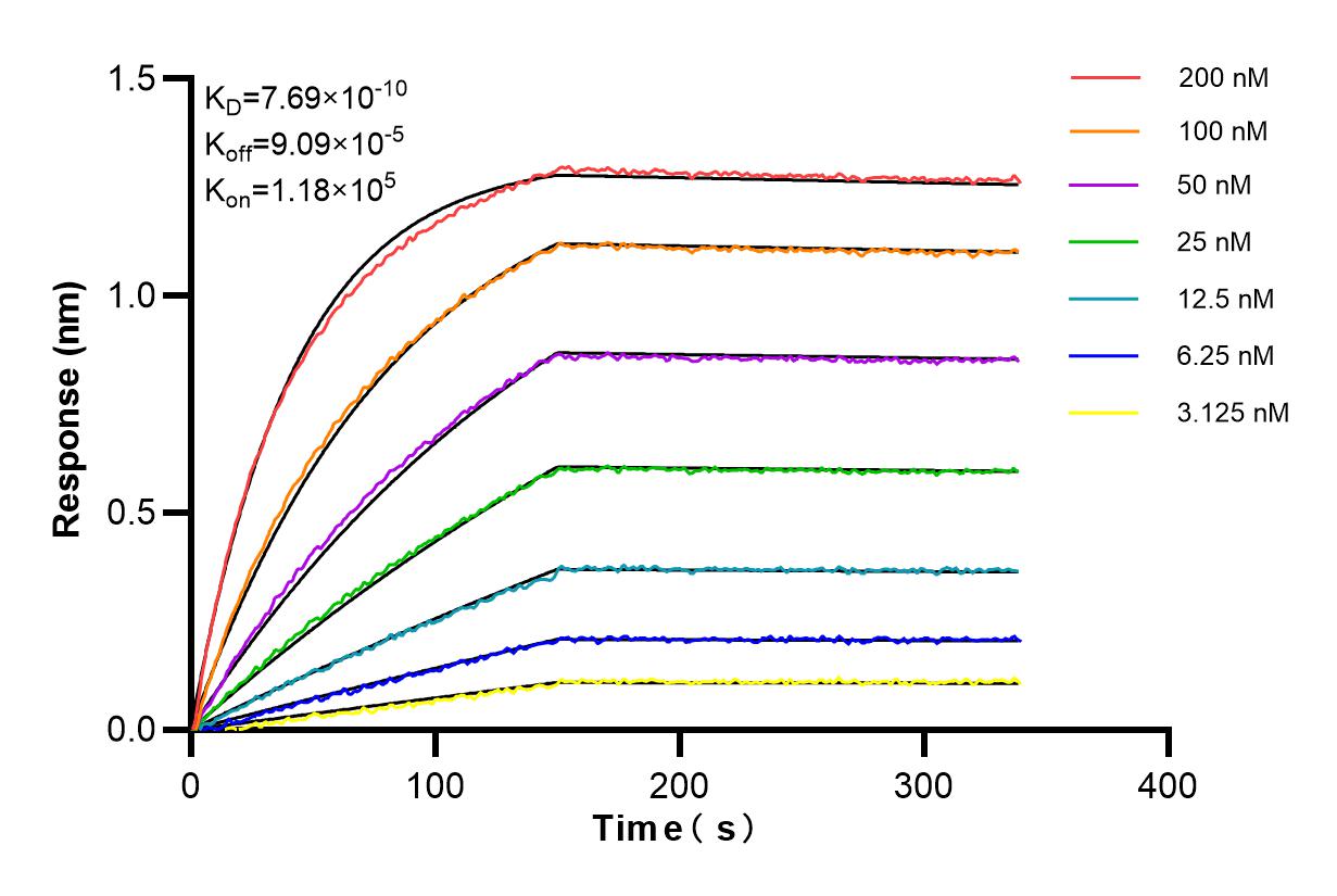 Affinity and Kinetic Characterization of 84555-2-RR