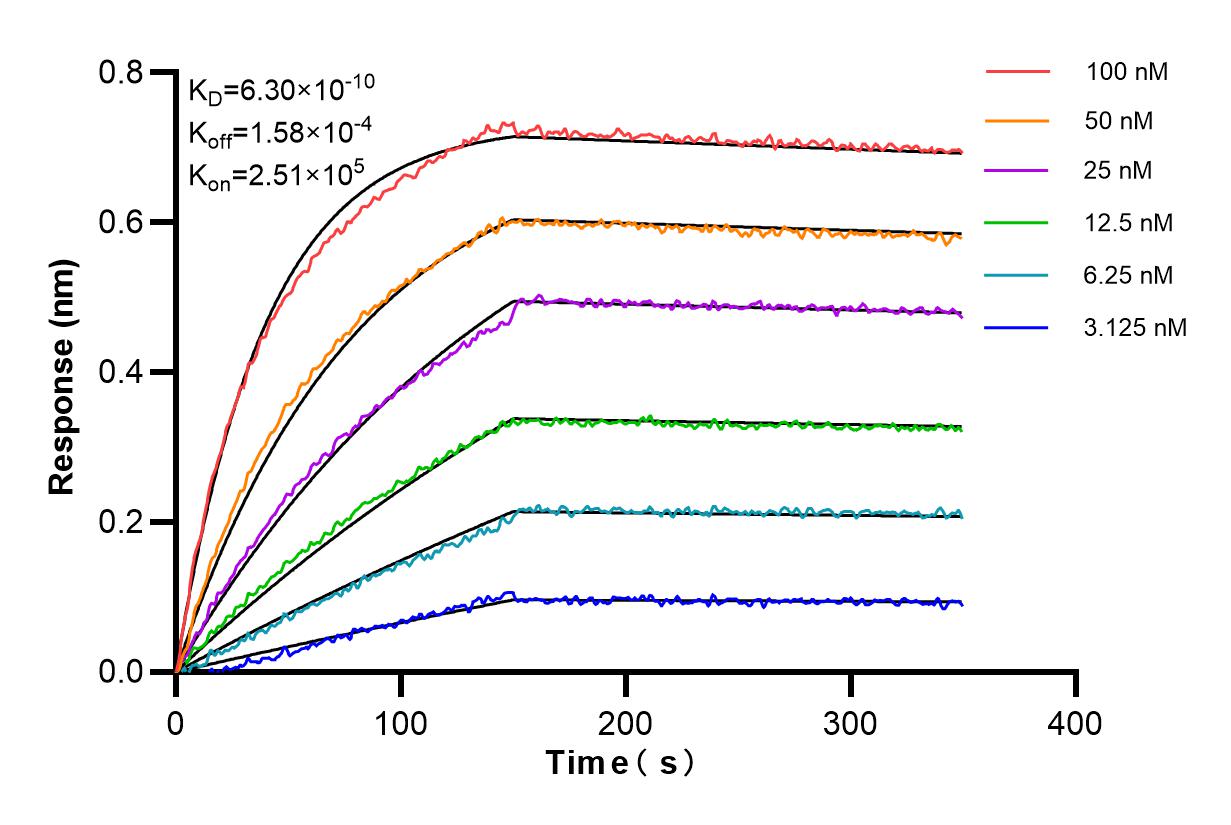 Affinity and Kinetic Characterization of 84610-1-PBS