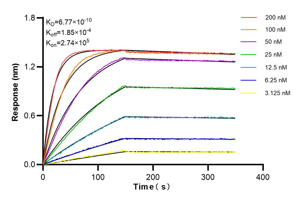 Affinity and Kinetic Characterization of 84616-4-RR