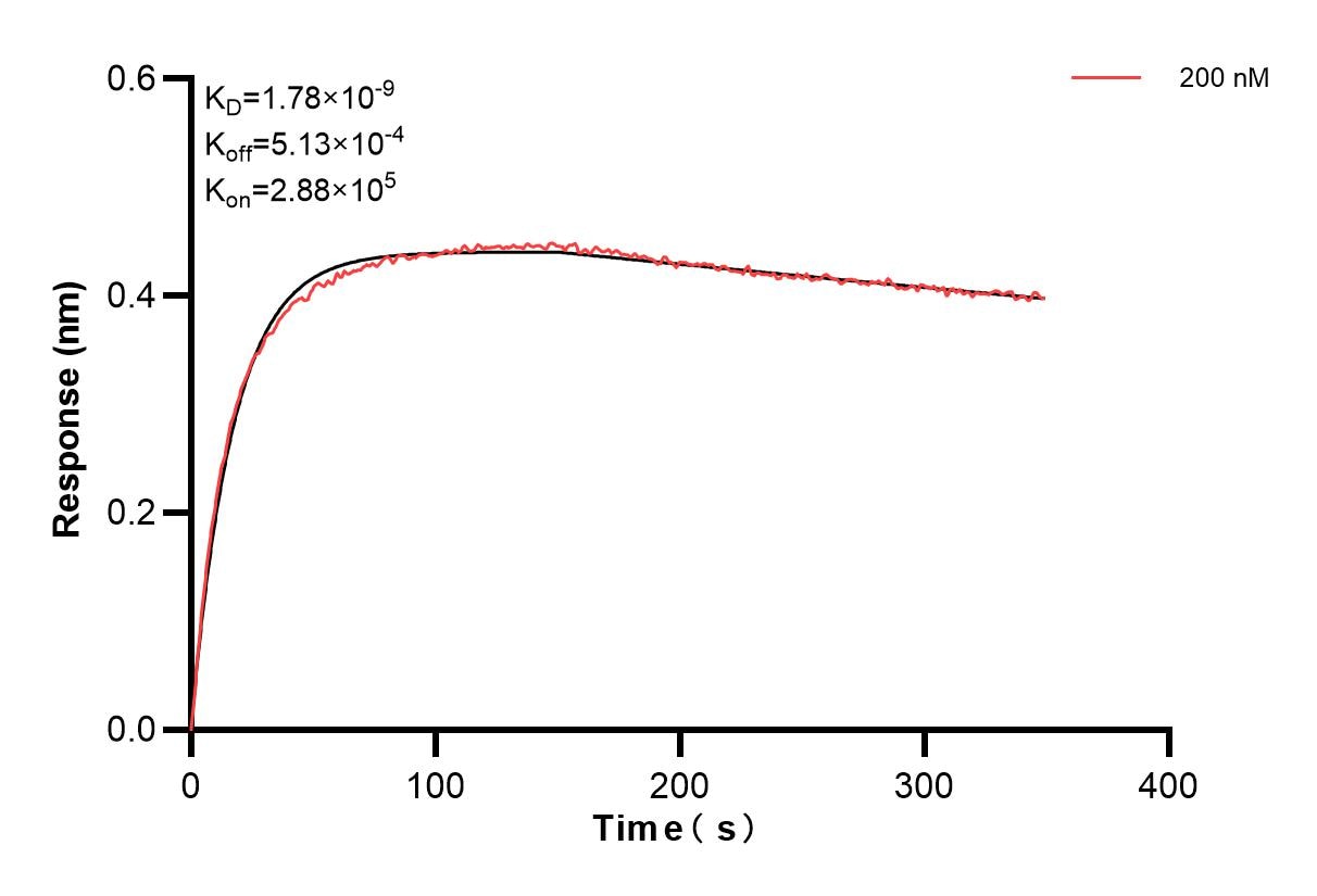 Biolayer interferometry (BLl) kinetic assays of 84621-1-PBS against Human SPARC were performed. The affinity constant is 1.78 nM. Affinity and Kinetic Characterization of 84621-1-PBS