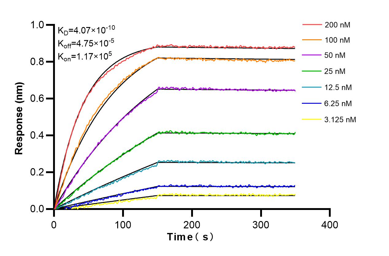 Biolayer interferometry (BLl) kinetic assays of 84629-2-RR against Human Prostein were performed. The affinity constant is 0.407 nM. Affinity and Kinetic Characterization of 84629-2-RR