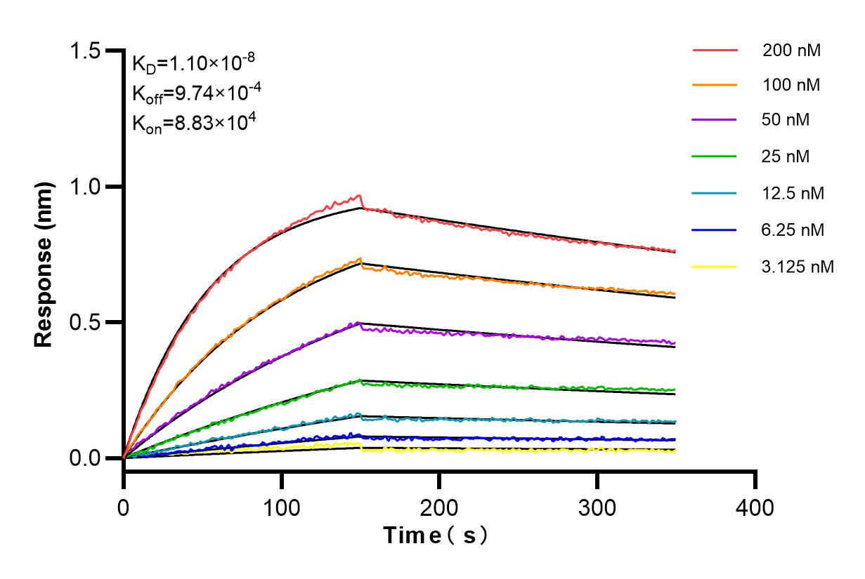 Affinity and Kinetic Characterization of 84642-1-RR
