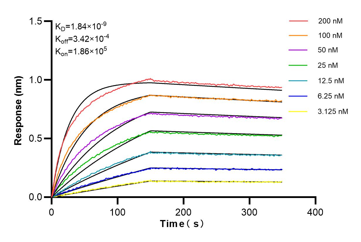 Affinity and Kinetic Characterization of 84646-3-RR