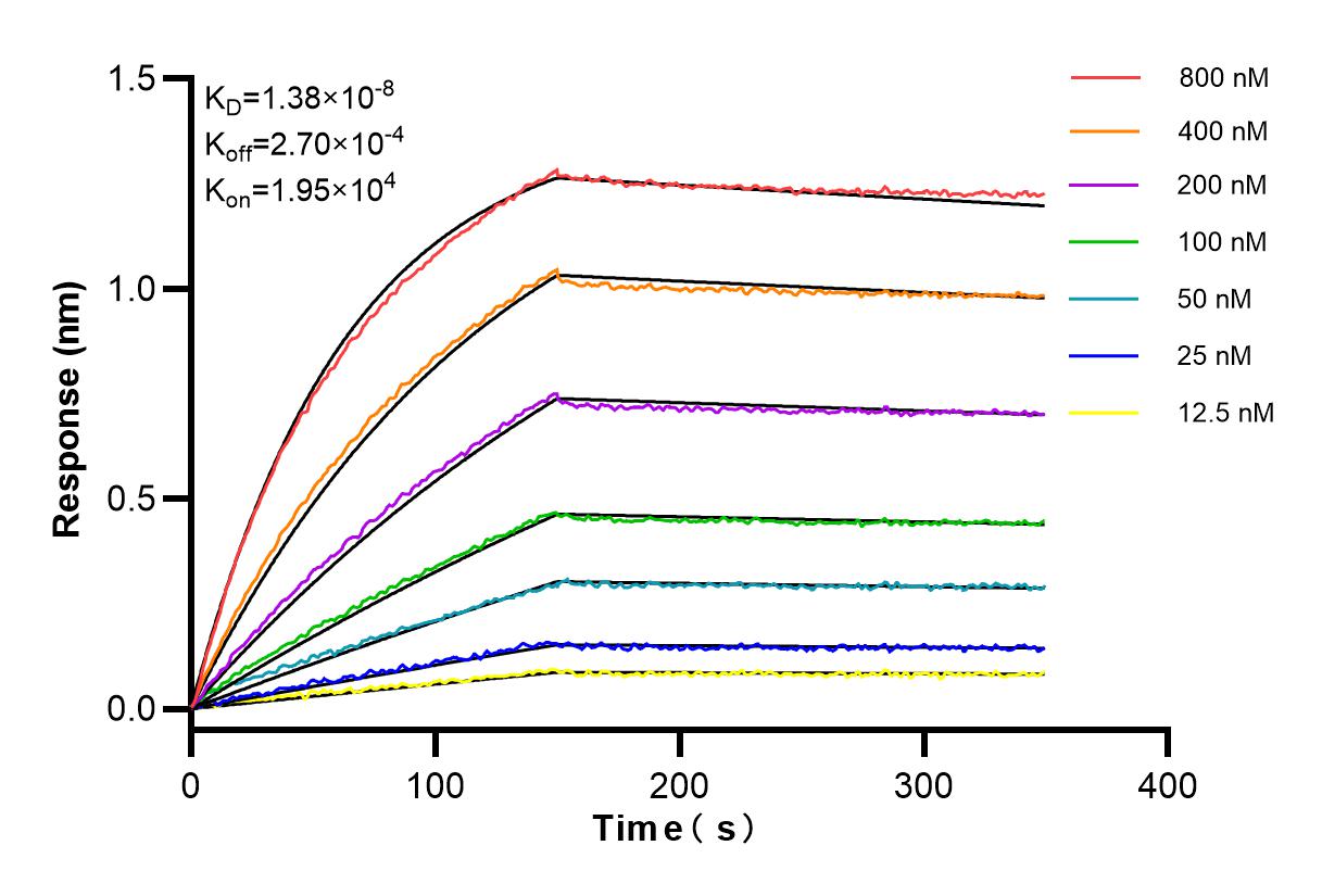 Affinity and Kinetic Characterization of 84663-1-RR