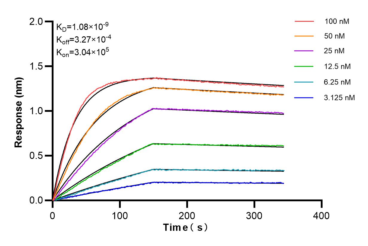 Affinity and Kinetic Characterization of 84685-3-RR