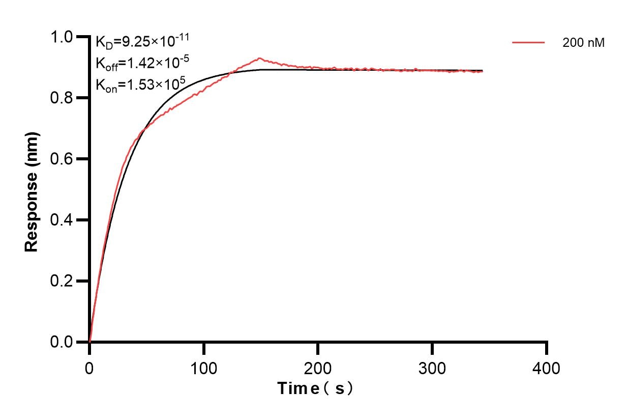 Biolayer interferometry (BLl) kinetic assays of 84709-2-PBS against Human YTHDF3 was performed. The affinity constant is 92.5 pM. Affinity and Kinetic Characterization of 84709-2-PBS