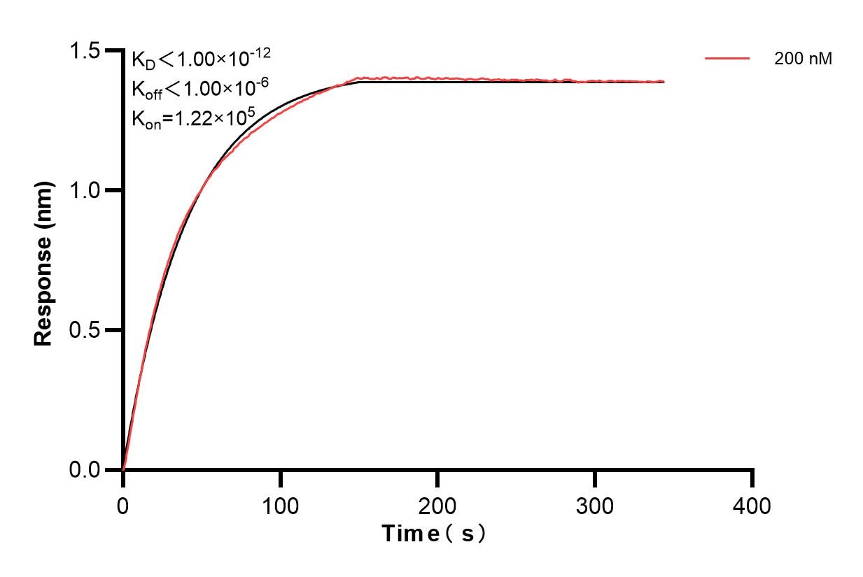 Biolayer interferometry (BLl) kinetic assay of 84722-1-PBS against Human MGEA5 were performed. The affinity constant is below 1 pM. Affinity of 84722-1-PBS