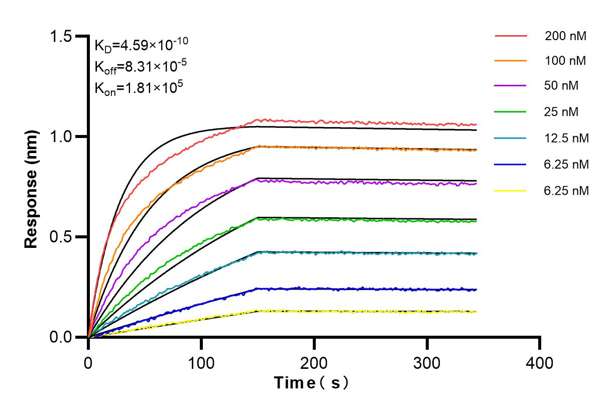 Affinity and Kinetic Characterization of 84724-4-RR