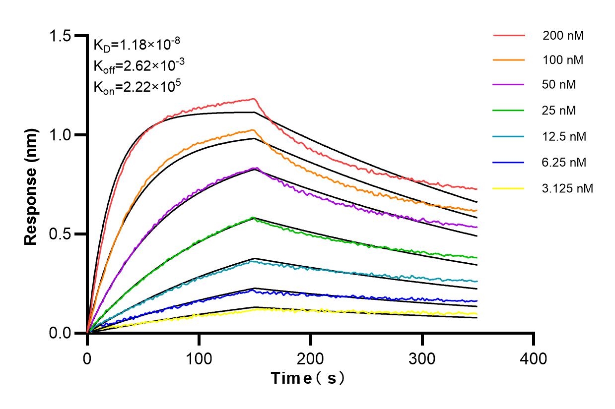 Affinity and Kinetic Characterization of 84725-5-RR