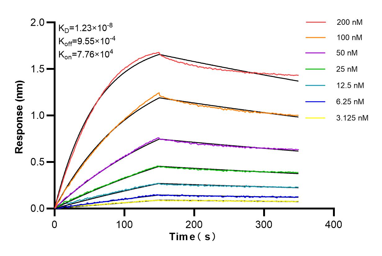 Affinity and Kinetic Characterization of 84742-1-RR