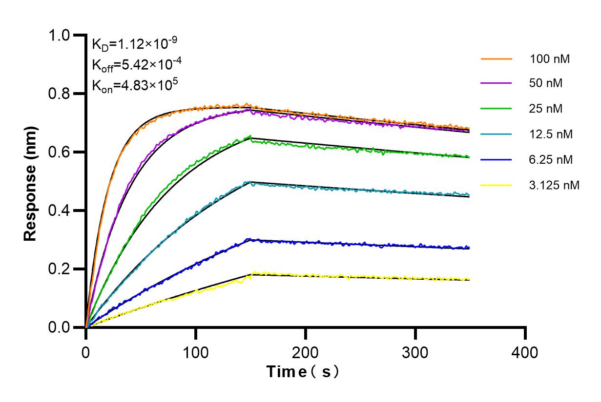 Affinity and Kinetic Characterization of 84754-5-RR