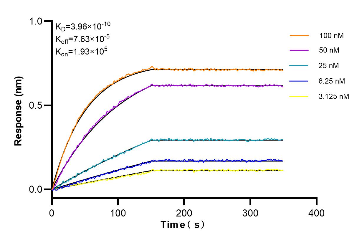 Affinity and Kinetic Characterization of 84757-4-RR