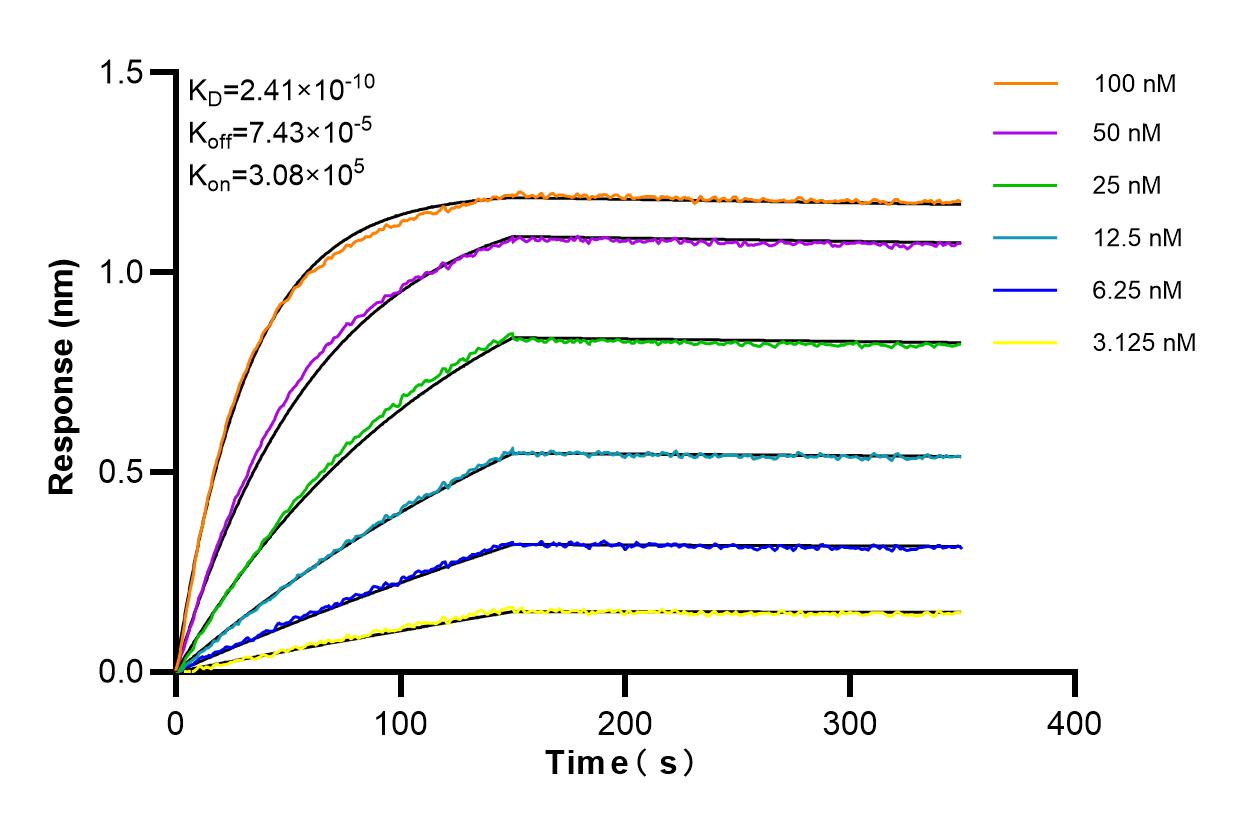 Affinity and Kinetic Characterization of 84762-3-RR
