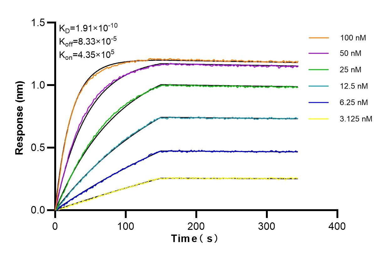 Affinity and Kinetic Characterization of 84762-4-RR