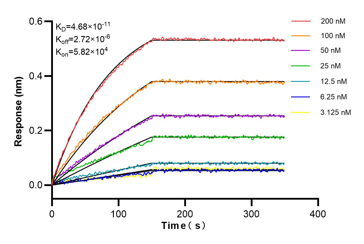 Affinity and Kinetic Characterization of 84779-4-RR
