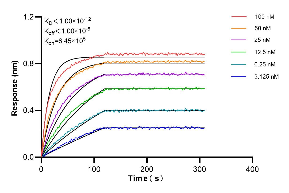Affinity and Kinetic Characterization of 84782-5-RR