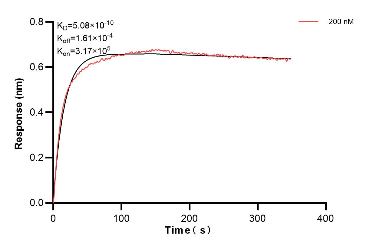 Biolayer interferometry (BLl) kinetic assay of 84791-1-PBS against Human OXT was performed. The affinity constant is 0.508 nM. Affinity and Kinetic Characterization of 84791-1-PBS