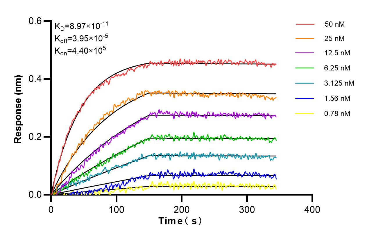 Affinity and Kinetic Characterization of 84794-4-RR