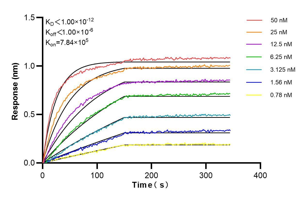 Affinity and Kinetic Characterization of 84801-4-RR