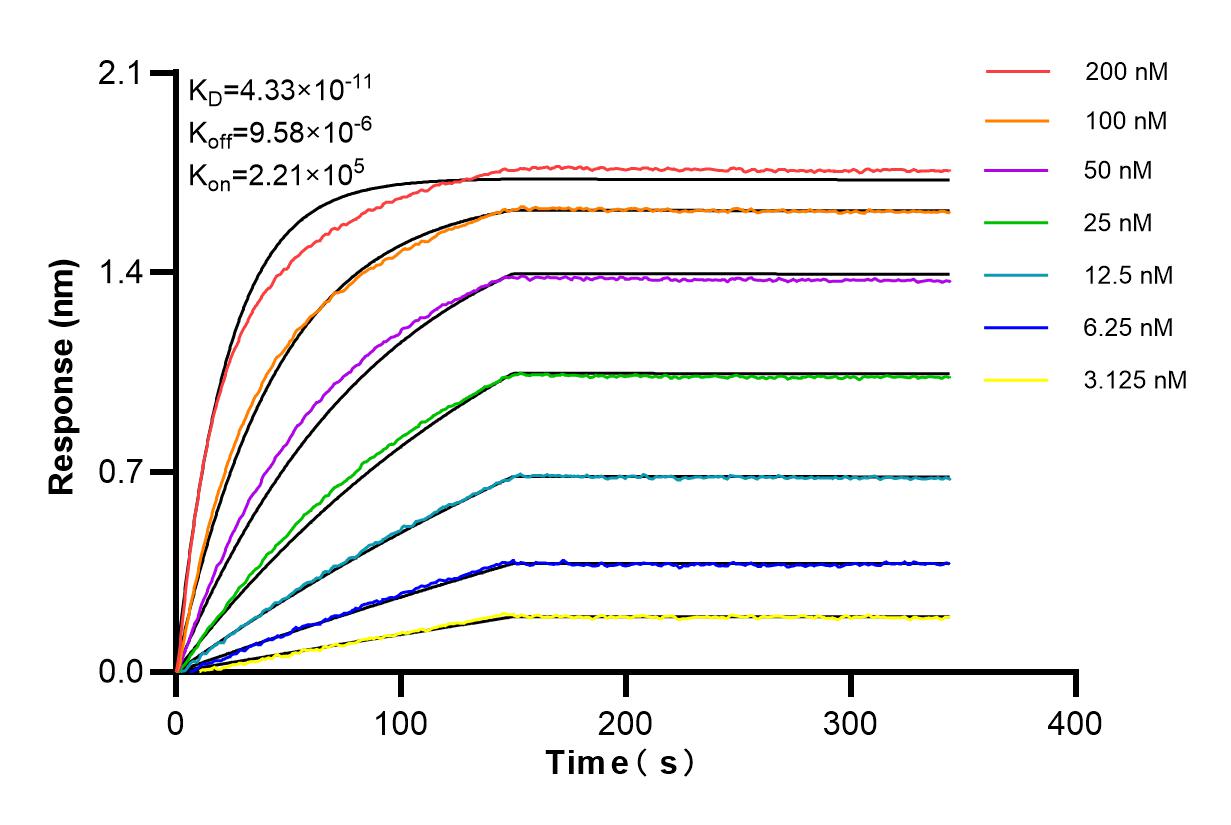 Affinity and Kinetic Characterization of 84804-4-RR