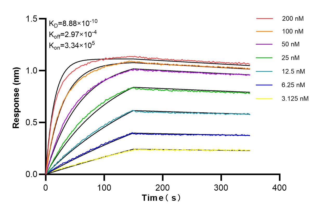 Affinity and Kinetic Characterization of 84807-4-RR