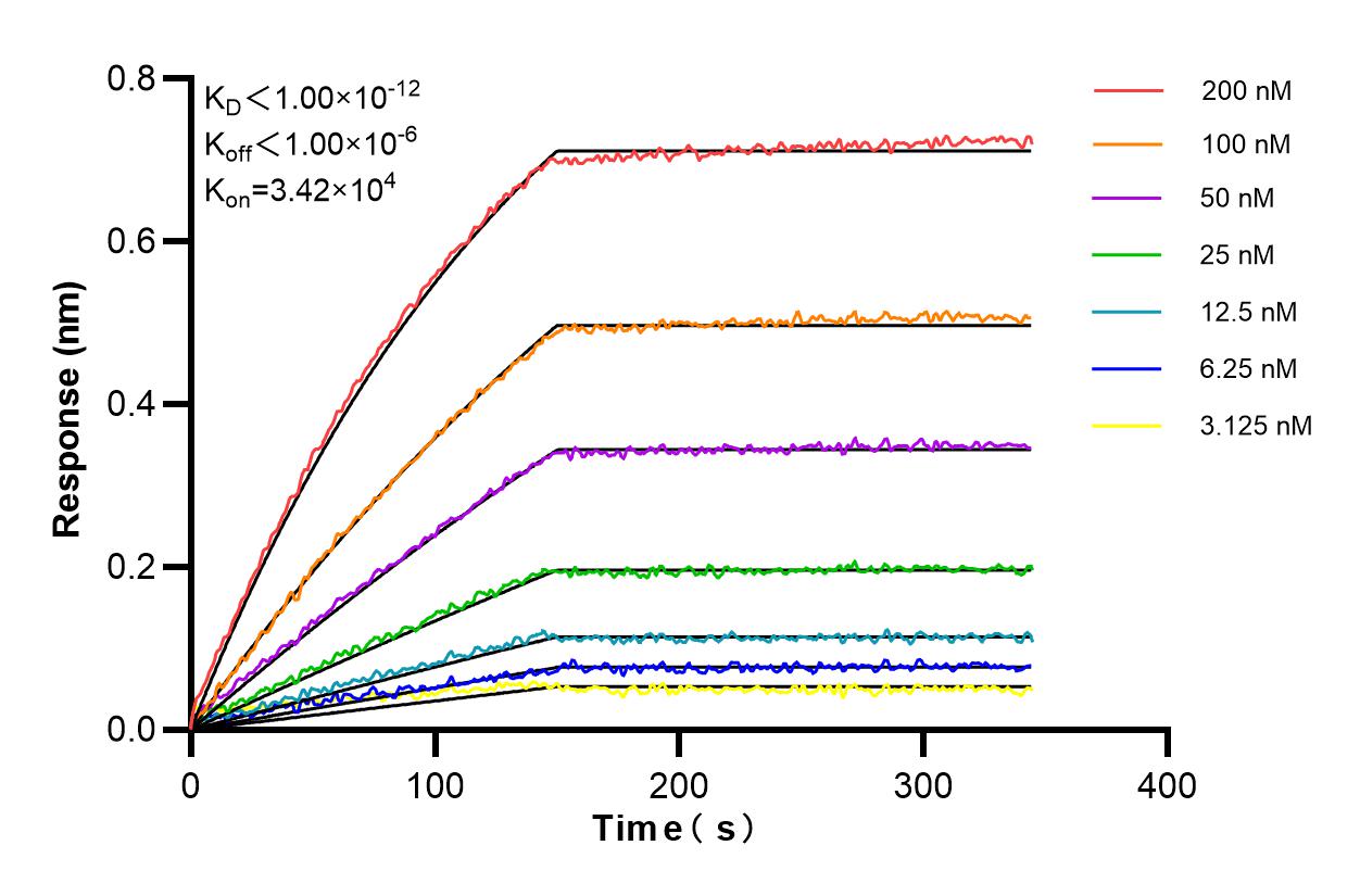 Affinity and Kinetic Characterization of 84808-5-RR