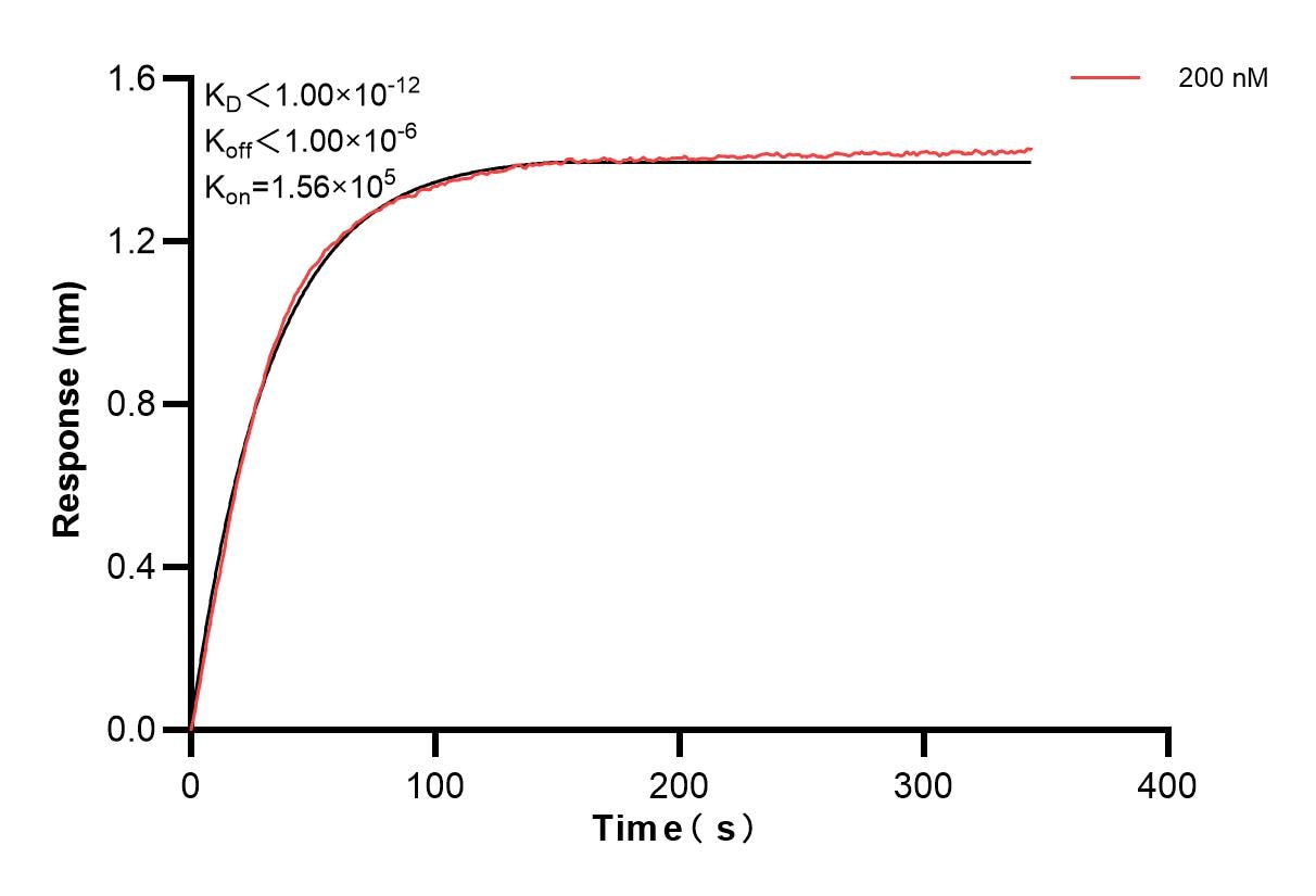 Biolayer interferometry (BLl) kinetic assays of 84816-2-PBS against Mouse Fc-epsilon RI-alpha (FcERI) were performed. The affinity constant is below 1 pM. Affinity and Kinetic Characterization of 84816-2-PBS