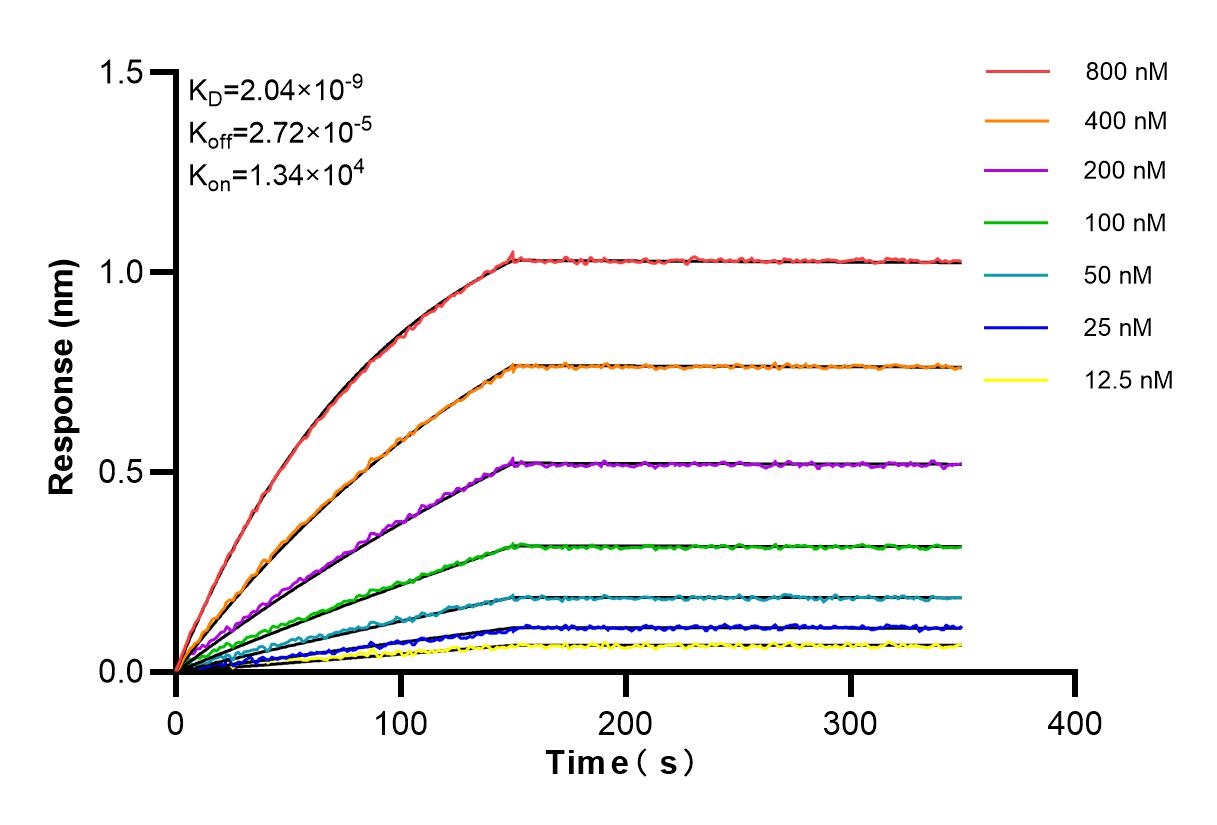 Affinity and Kinetic Characterization of 84817-4-RR