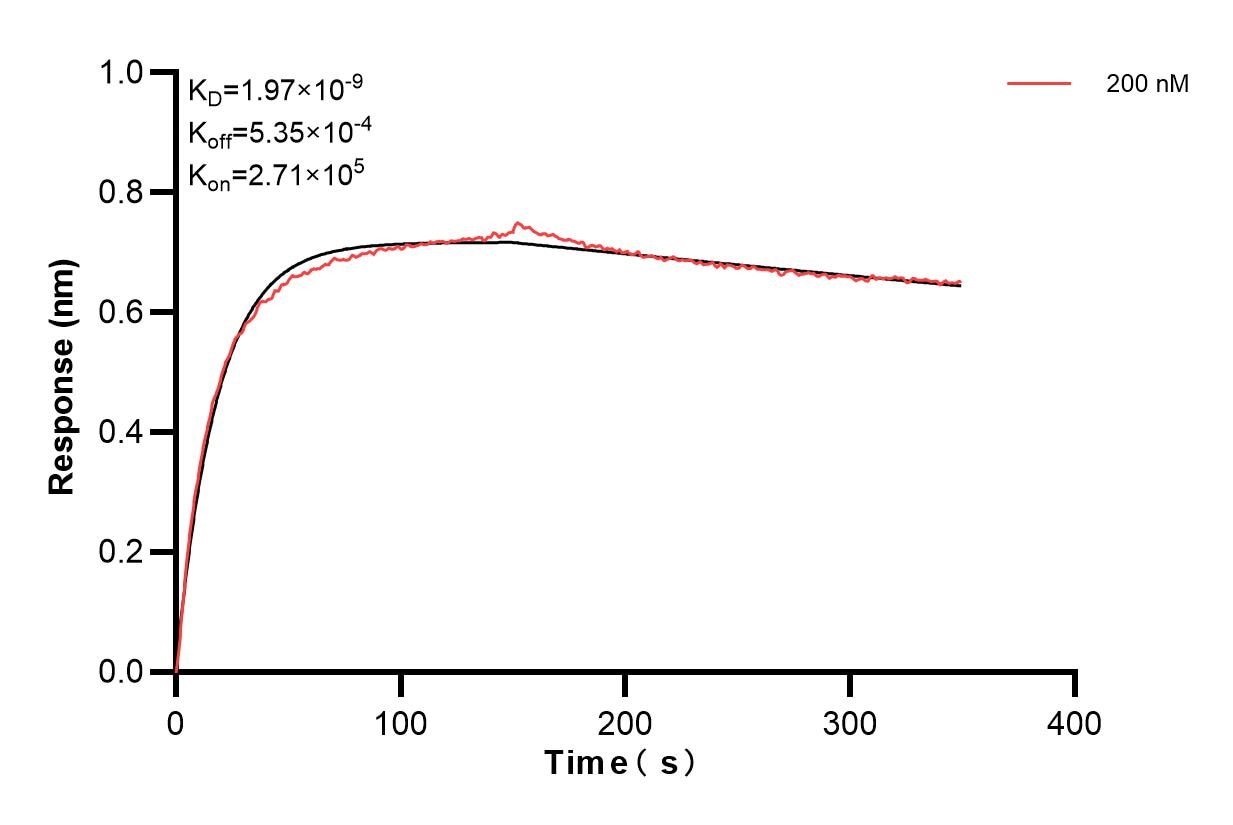 Biolayer interferometry (BLl) kinetic assay of 84853-2-PBS against Human SHC1 was performed. The affinity constant is 1.97 nM. Affinity and Kinetic Characterization of 84853-2-PBS