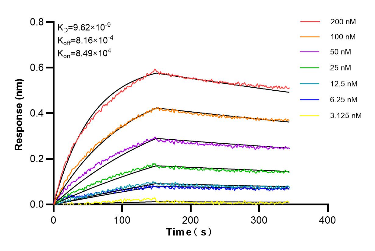 Affinity and Kinetic Characterization of 84873-4-RR