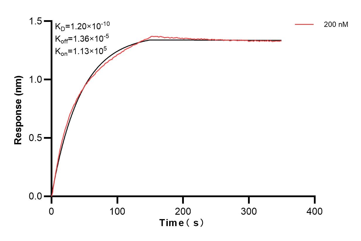 Biolayer interferometry (BLl) kinetic assay of 84879-2-PBS against Human Methylmalonyl Coenzyme A mutase/MUT was performed. The affinity constant is 0.12 nM. Affinity and Kinetic Characterization of 84879-2-PBS