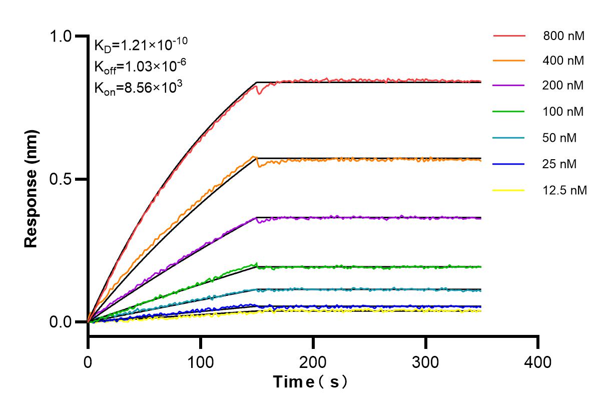 Affinity and Kinetic Characterization of 84883-5-RR