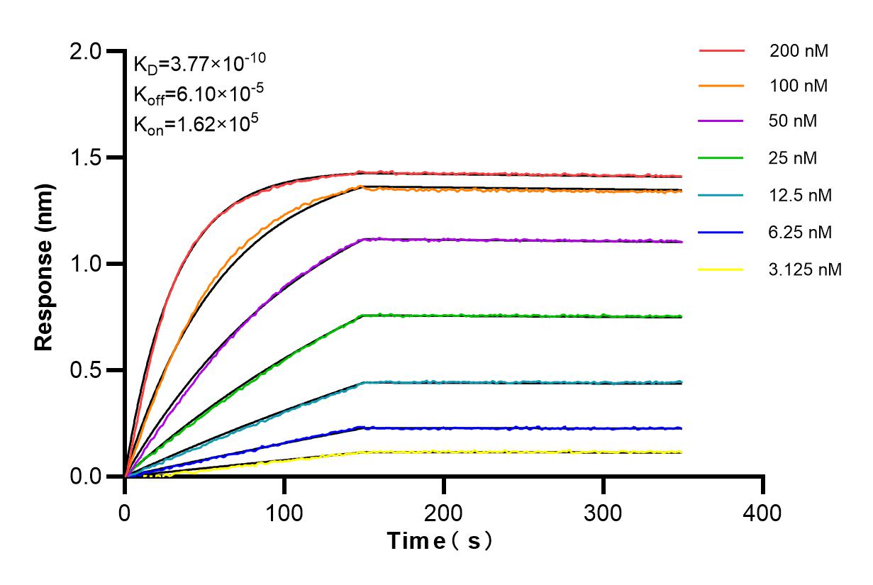 Affinity and Kinetic Characterization of 84888-4-RR