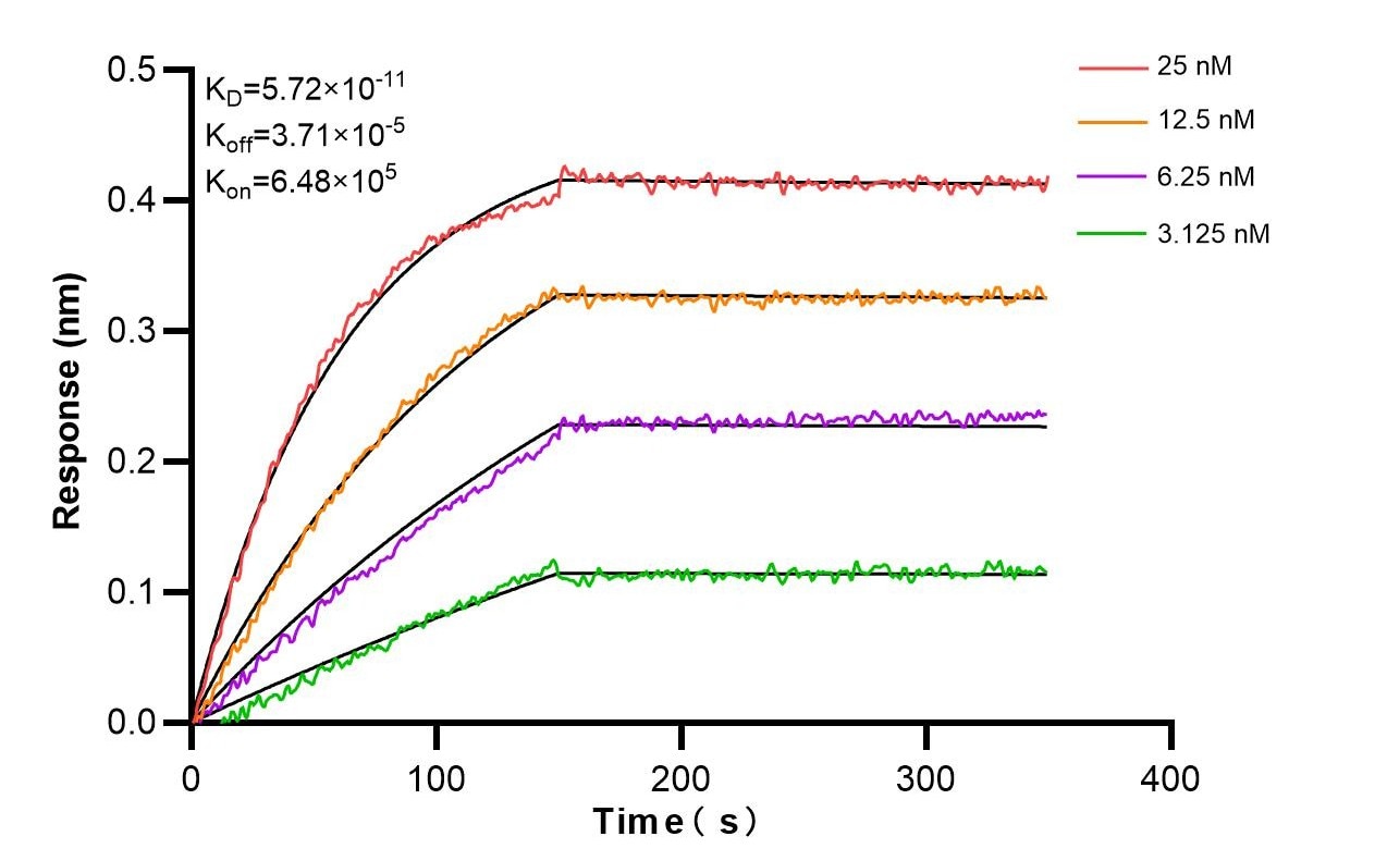 Affinity and Kinetic Characterization of 84889-3-RR Affinity and Kinetic Characterization of 84889-3-RR