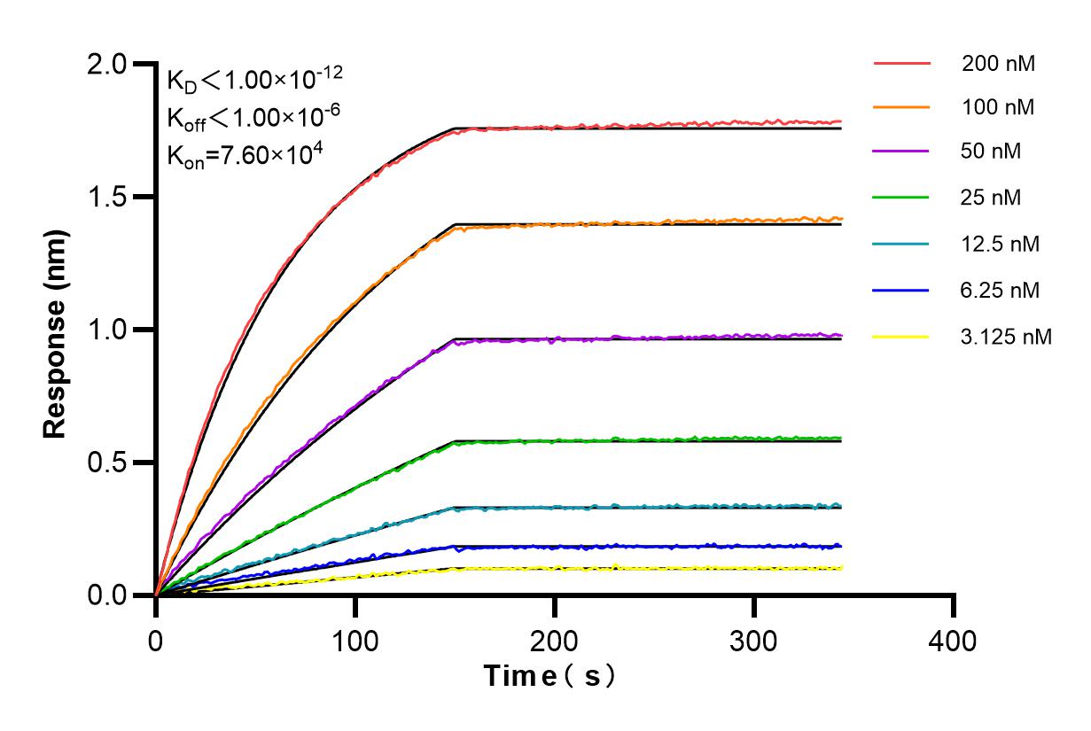 Affinity and Kinetic Characterization of 84916-5-RR