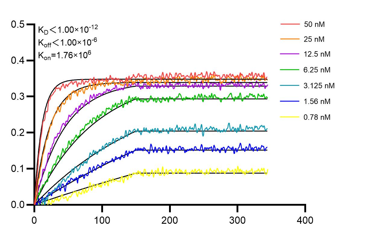 Biolayer interferometry (BLl) kinetic assays of 84919-6-RR against Mouse CSF1R/CD115 were performed. The affinity constant is below 1 pM. Affinity and Kinetic Characterization of 84919-6-RR