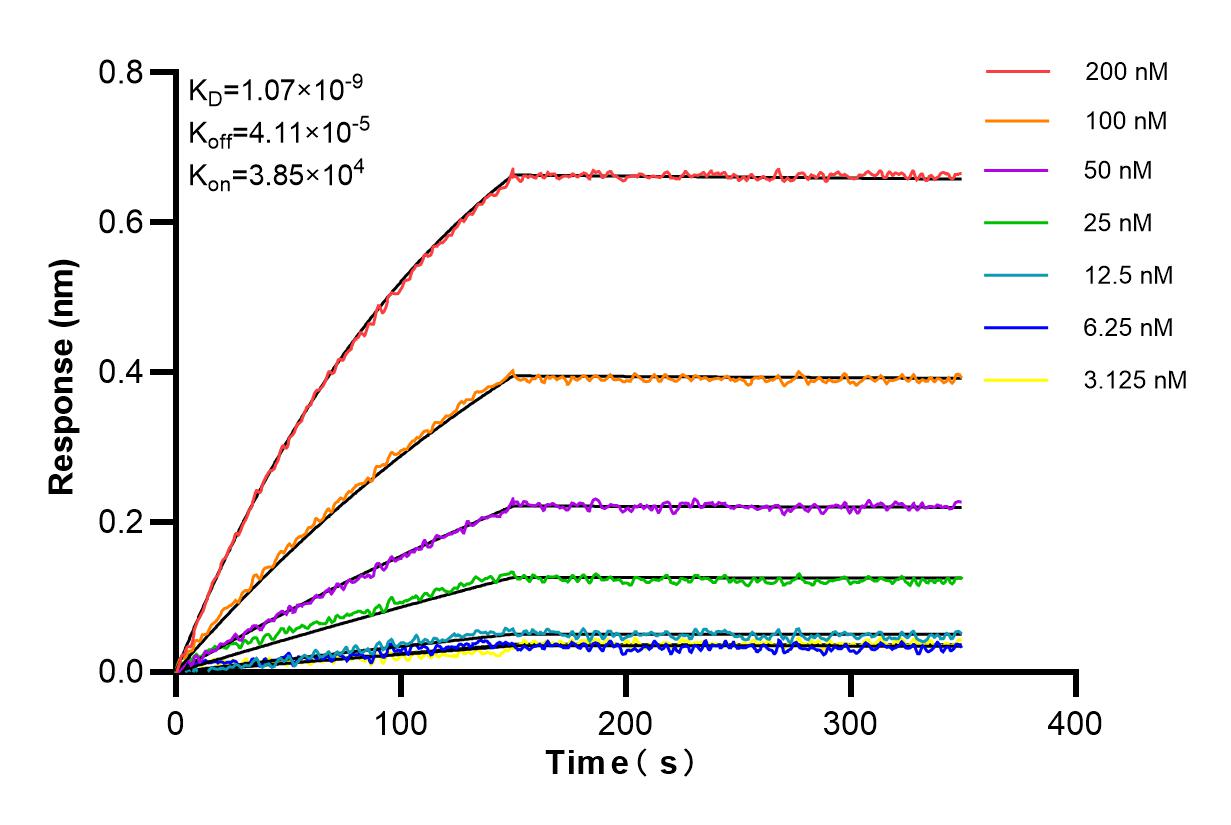 Affinity and Kinetic Characterization of 84933-5-RR