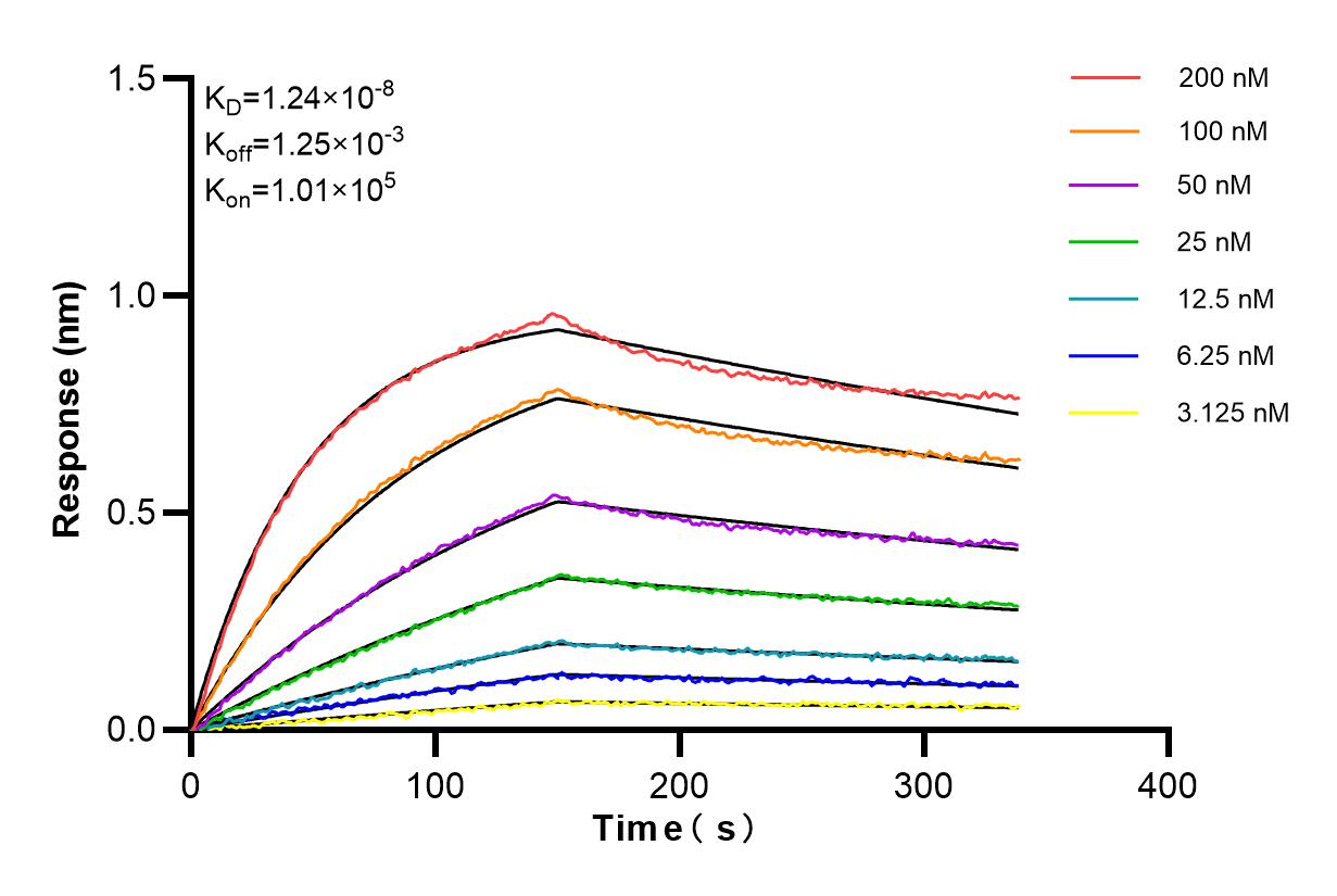 Affinity and Kinetic Characterization of 84942-4-RR