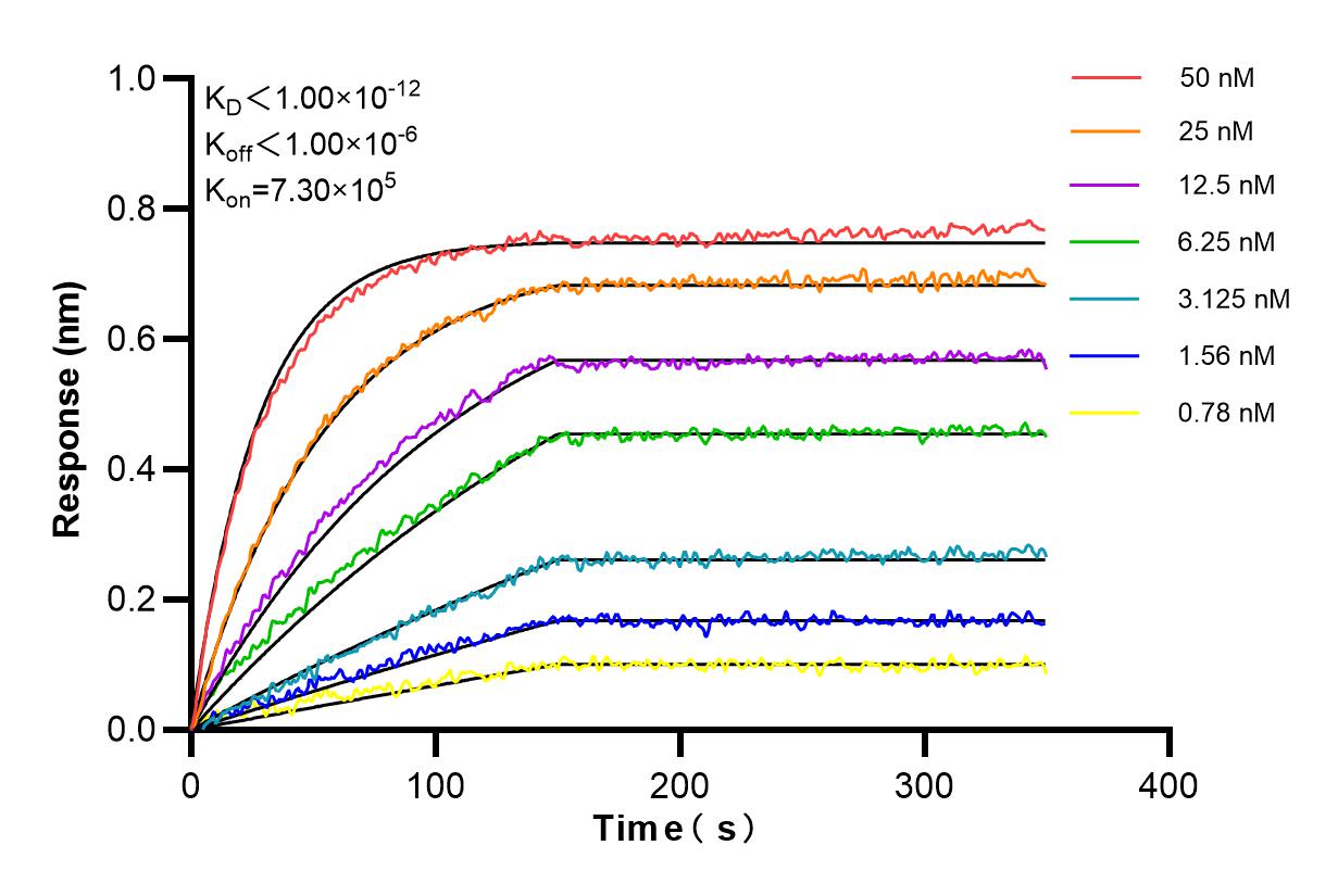 Affinity and Kinetic Characterization of 84943-2-RR