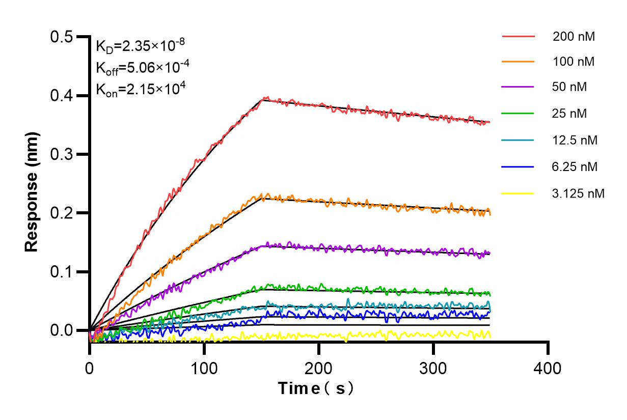 Affinity and Kinetic Characterization of 84954-4-RR