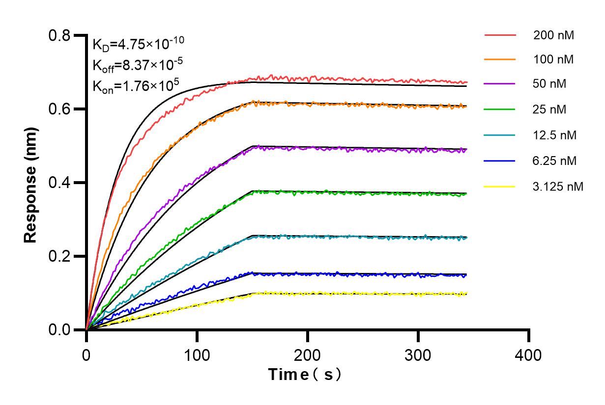 Affinity and Kinetic Characterization of 84955-4-RR