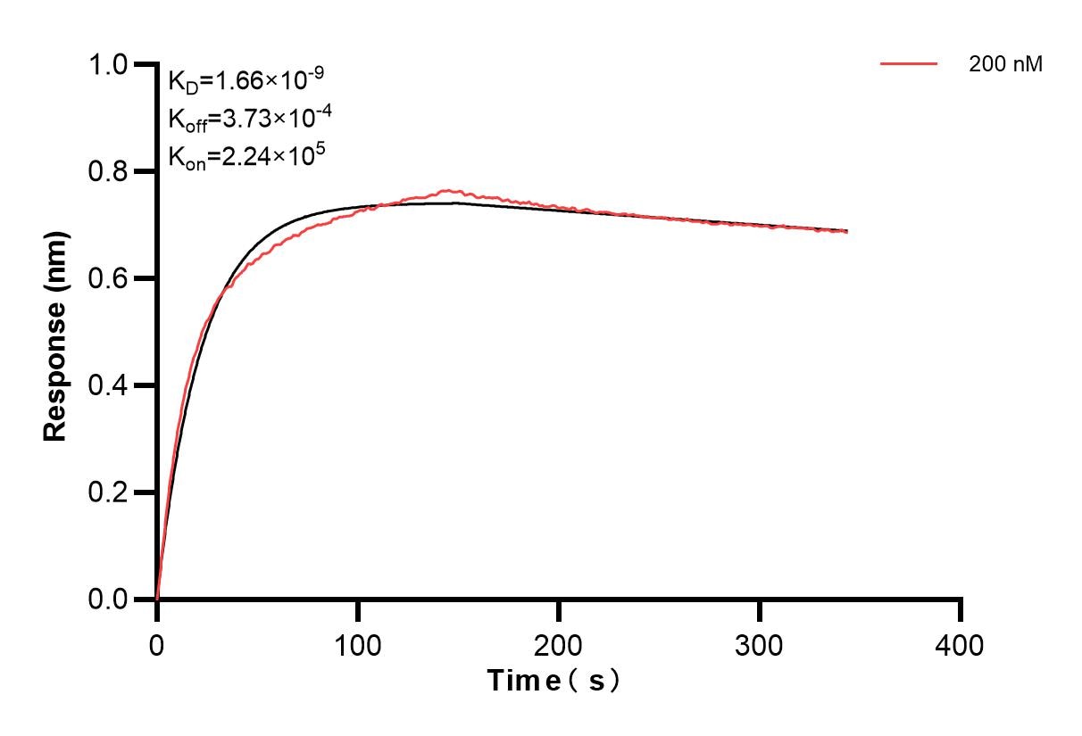 Biolayer interferometry (BLl) kinetic assay of 84956-1-PBS against Human RCN2 was performed. The affinity constant is 1.66 nM. Affinity of 84956-1-PBS