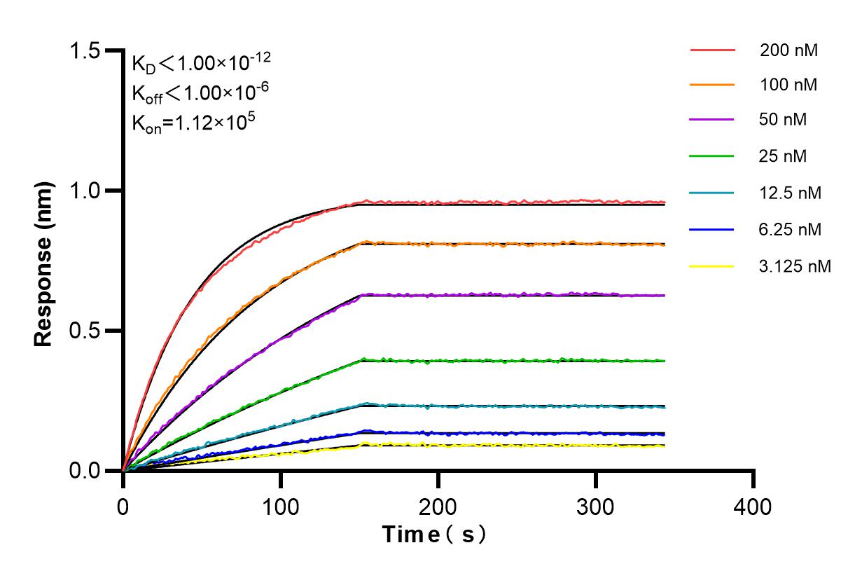 Affinity and Kinetic Characterization of 84958-1-RR