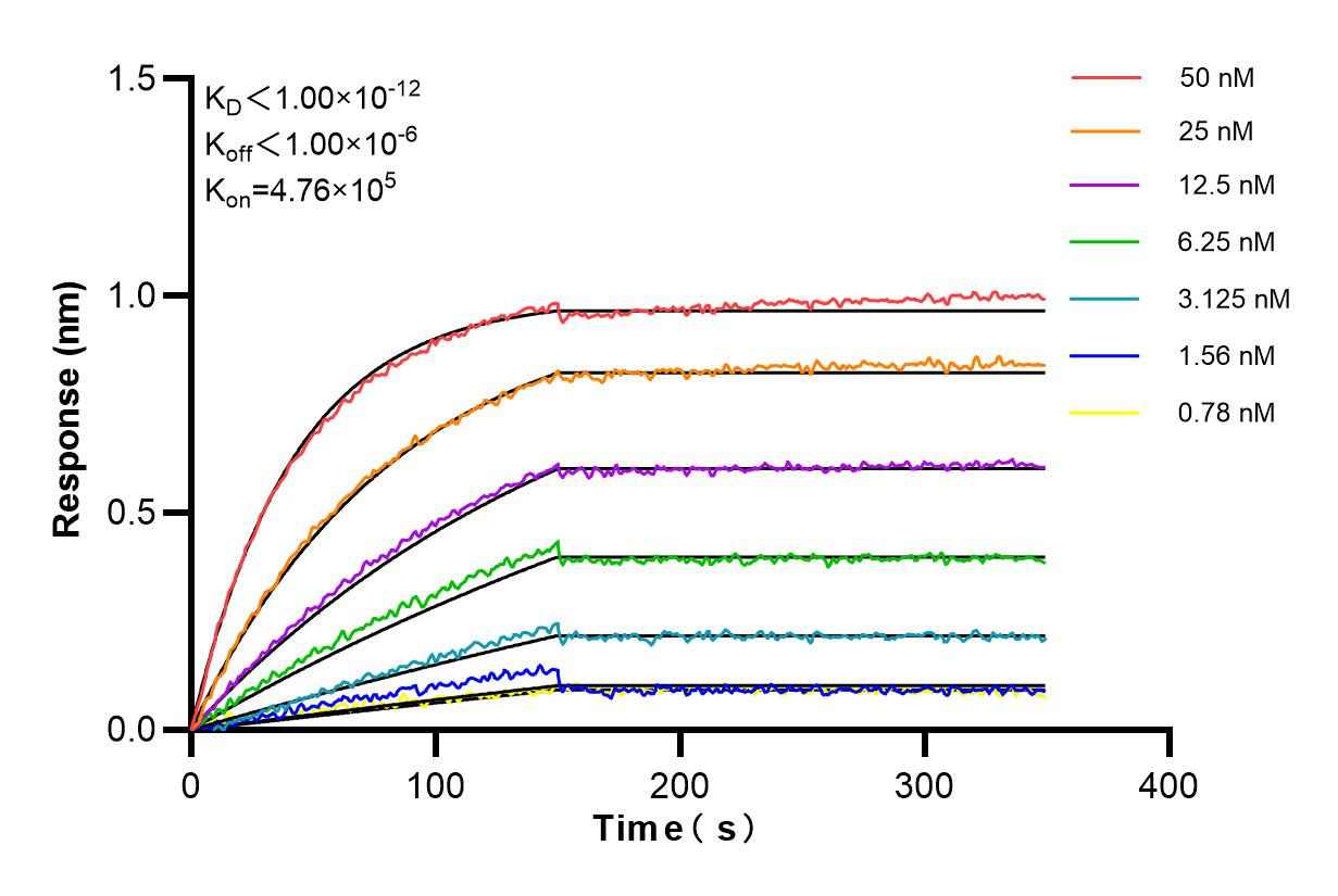 Affinity and Kinetic Characterization of 84960-4-RR
