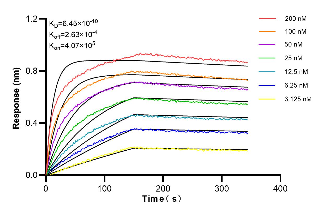Affinity and Kinetic Characterization of 84965-1-RR